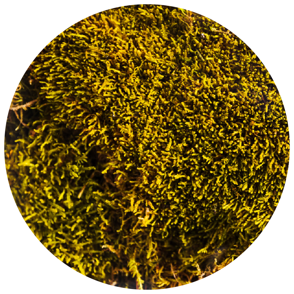 Undaria Pinnatifida Extract