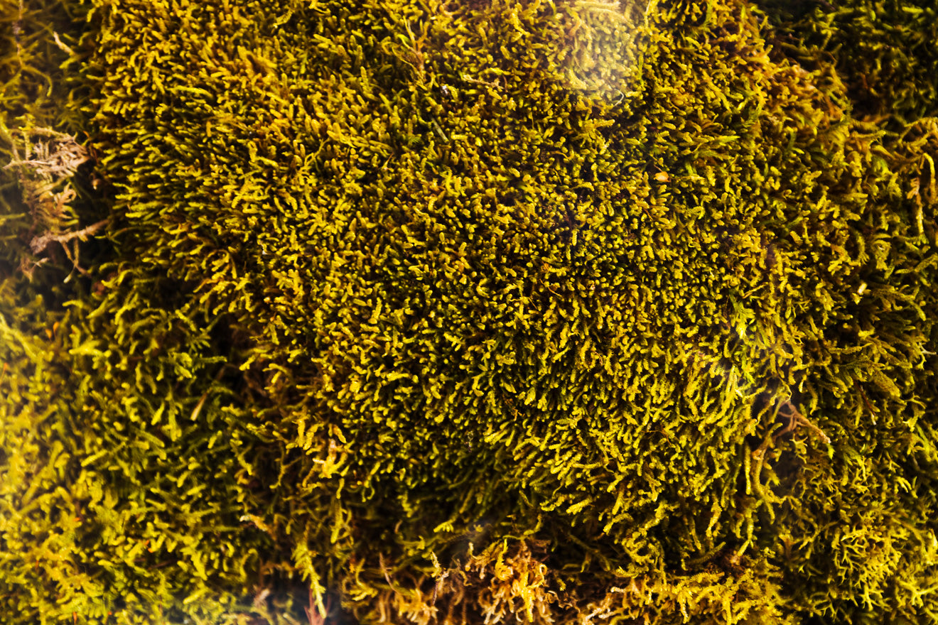 Undaria Pinnatifida Extract